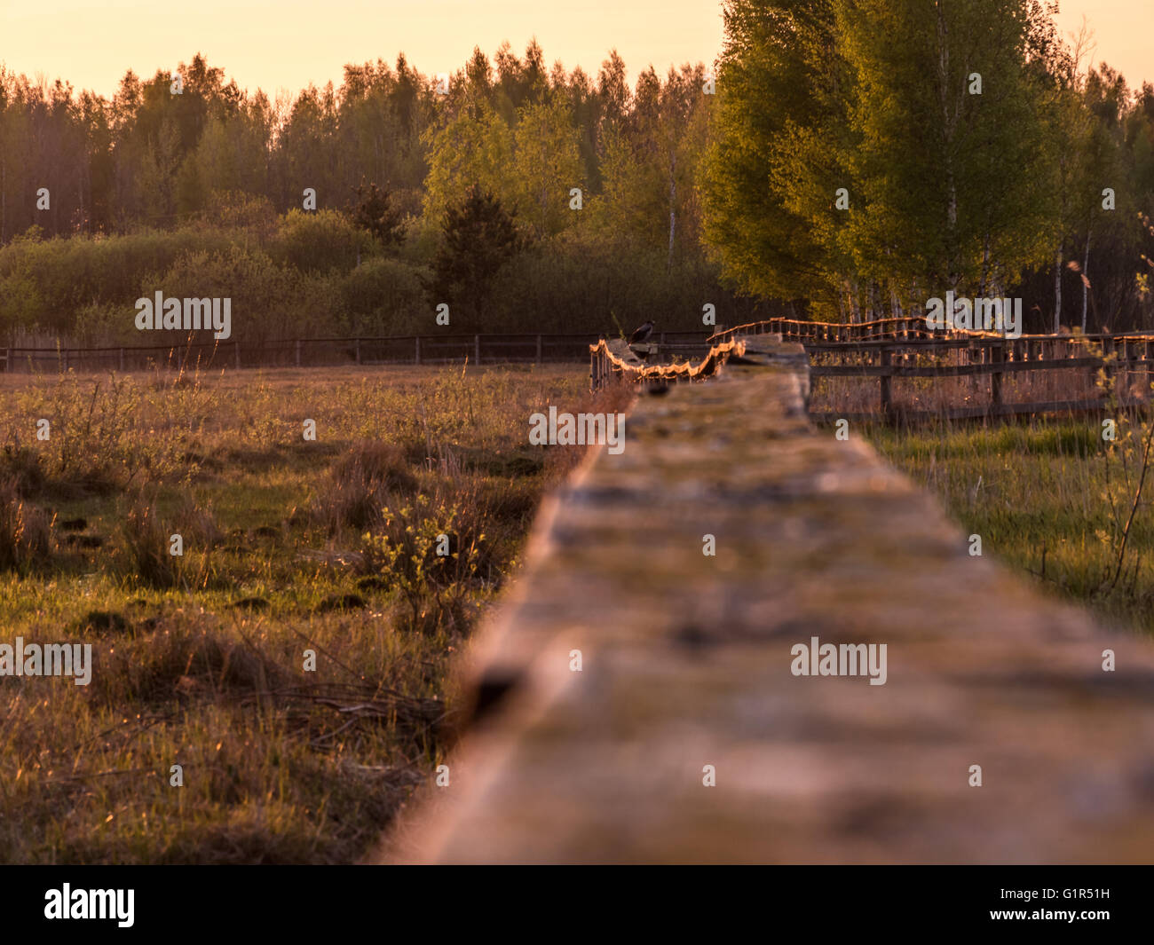 Rural nature at sunset. Beautiful summer landscape with field and ...