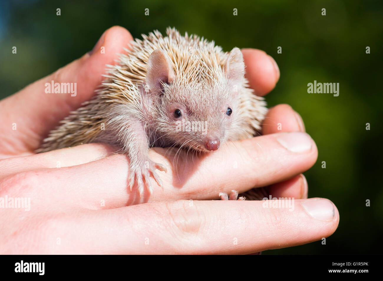 Tenrec Lesser Hedghog being held gently by Zoo Keeper Stock Photo