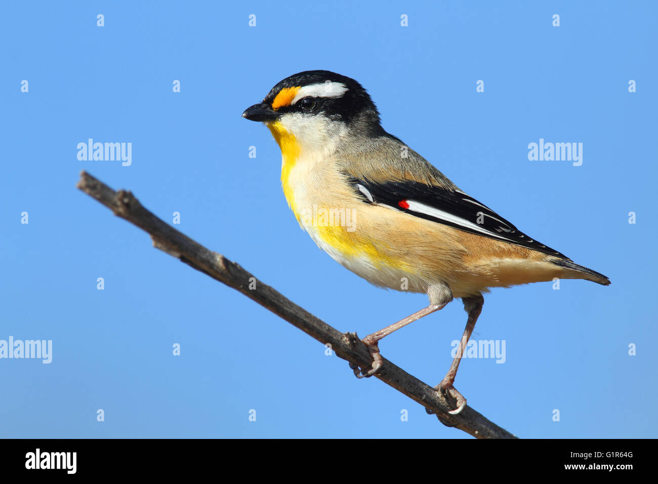 Striated Pardalote, Pardalotus striatus, sitting on a branch with a blue sky background.   Photo Chris Ison / Wildshot Images. Stock Photo