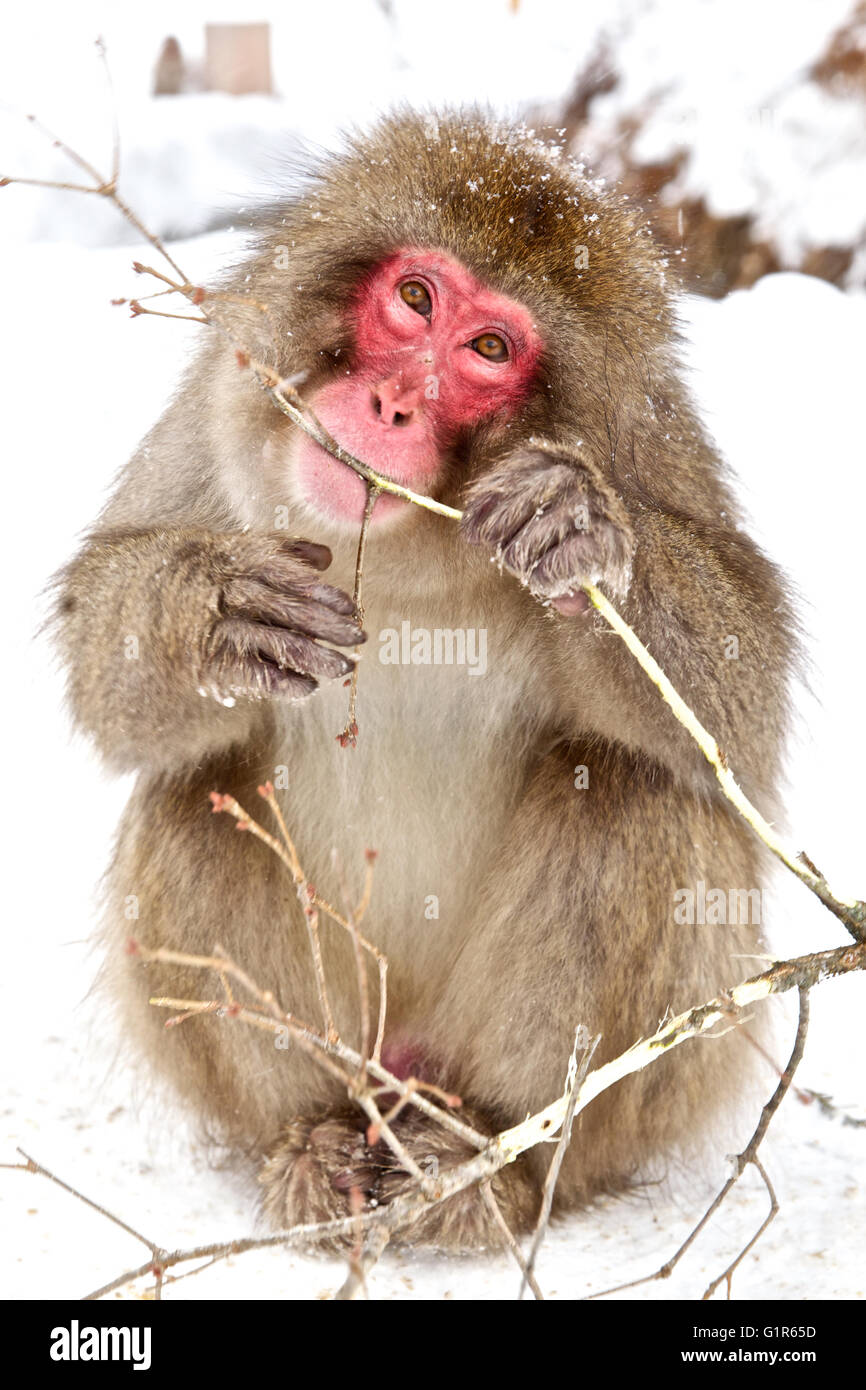 Japanese monkey bath hires stock photography and images Alamy