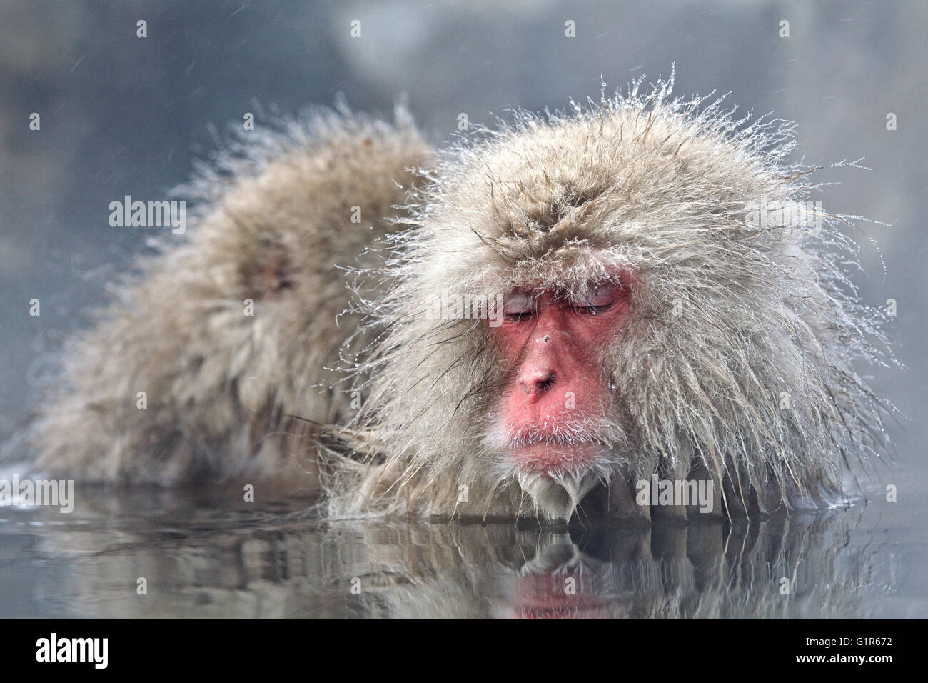 Japanese snow monkey monkey hot steam bath Macaque monkeys Stock Photo