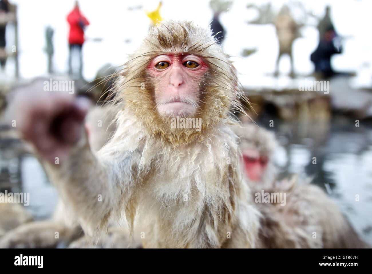 Japanese snow monkey monkey hot steam bath Macaque monkeys Stock Photo