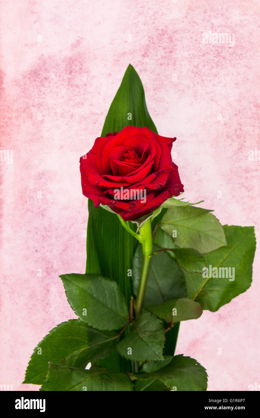 Single red rose floral composition Stock Photo Alamy
