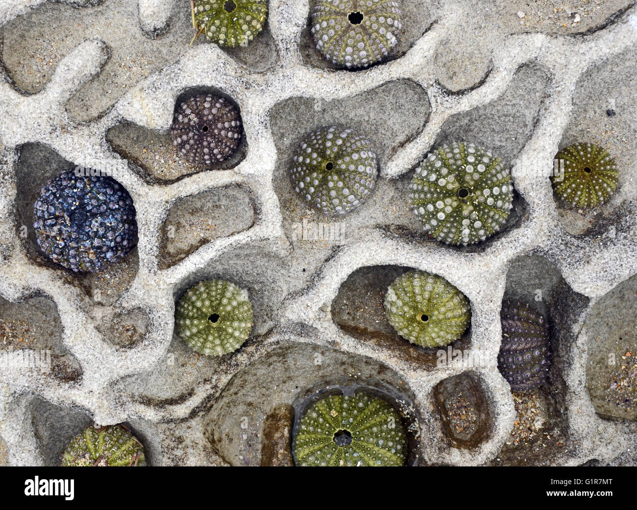 Collection of colorful Sea Urchin shells arranged on a weathered, brain-like sandstone rock at the seaside Stock Photo