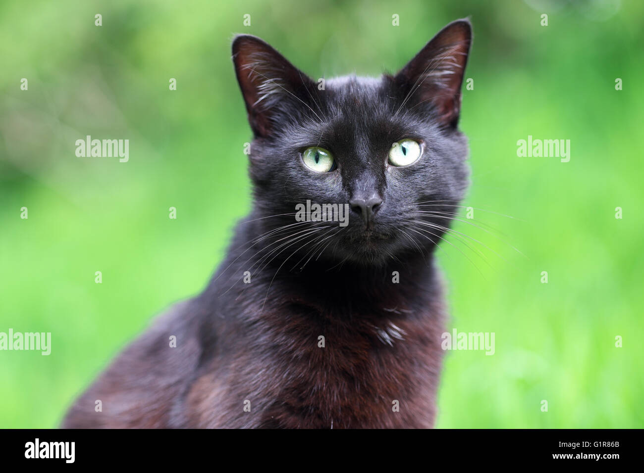 Black Cat Stock Photo
