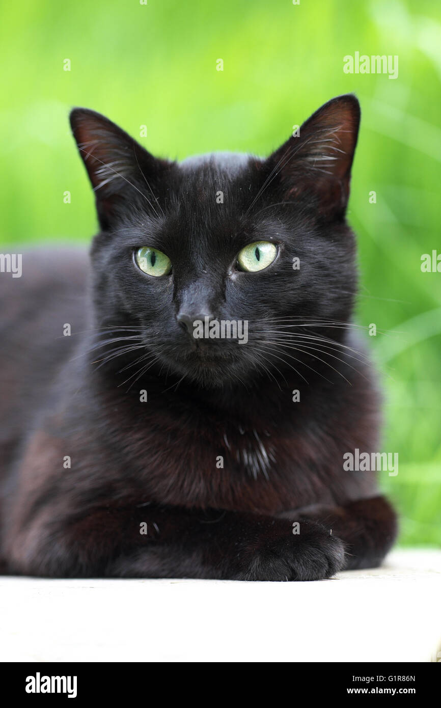 Black cat hires stock photography and images Alamy