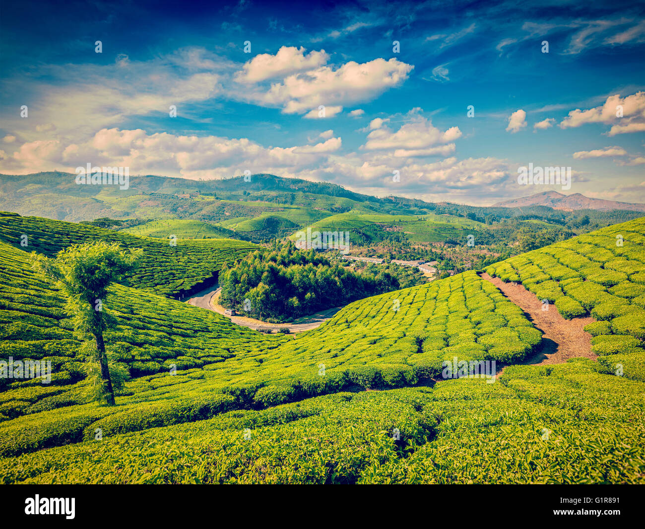 Green tea plantations in India Stock Photo Alamy