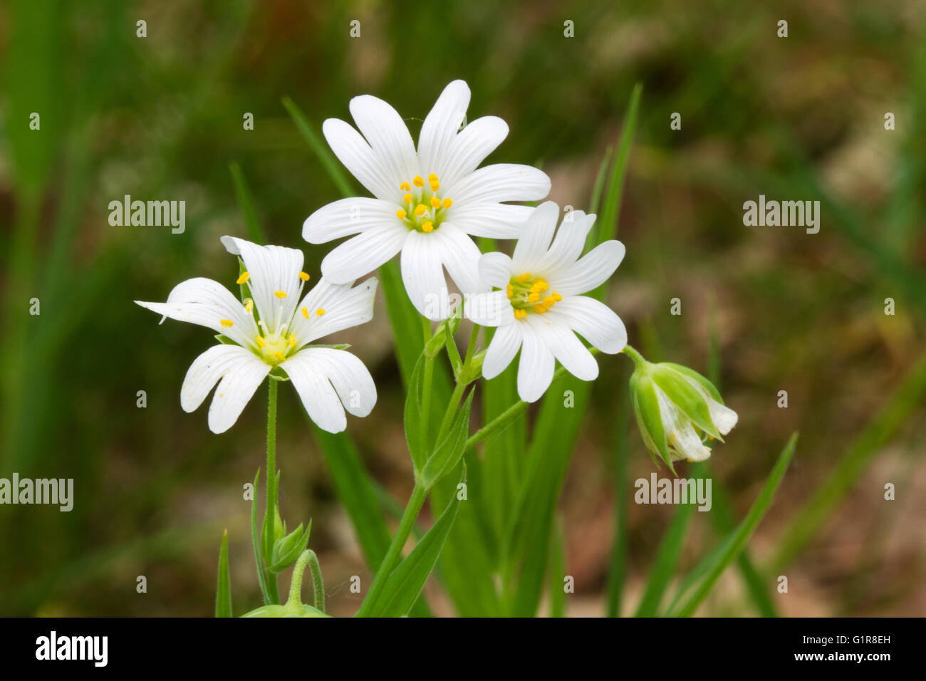 White flowers of Stellaria holostea, the Addersmeat or Greater stitchwort Stock Photo