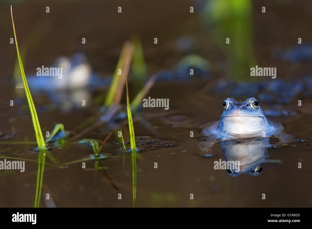 Moor frog on the lake in the wild Stock Photo