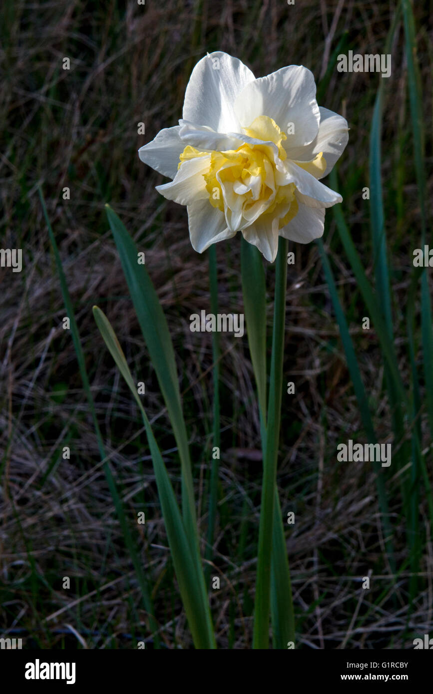 A double headed Narcissus flowers within the closed Linford Park