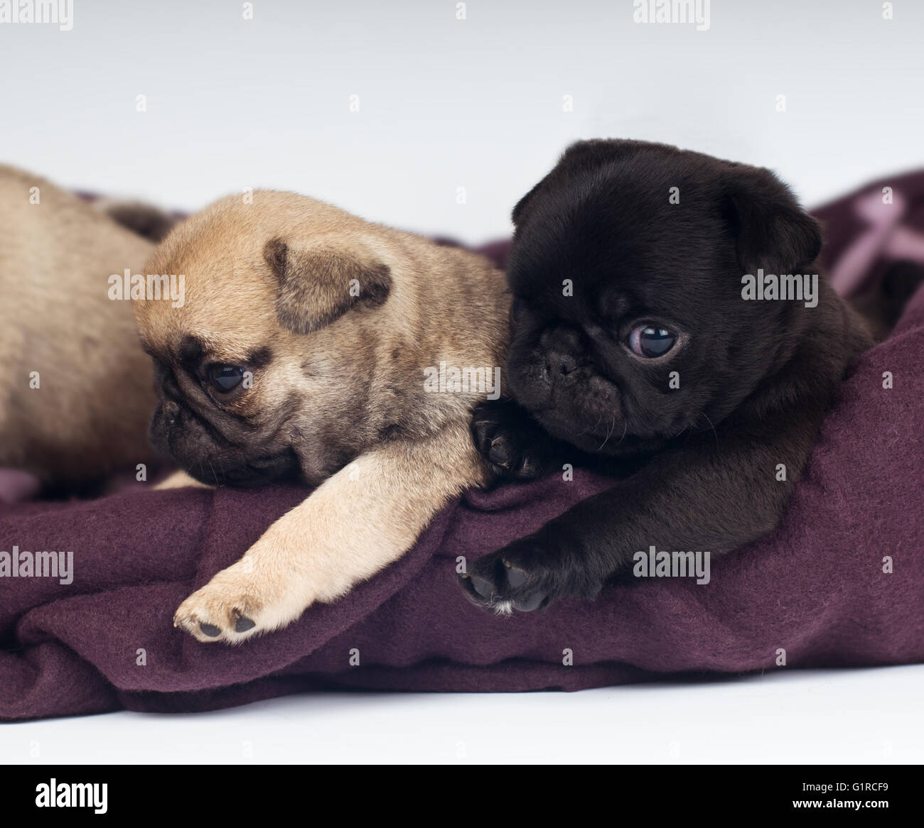 Pug puppies portrait Stock Photo