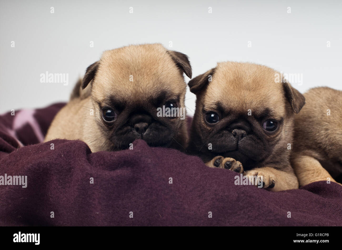 Pug puppies portrait Stock Photo