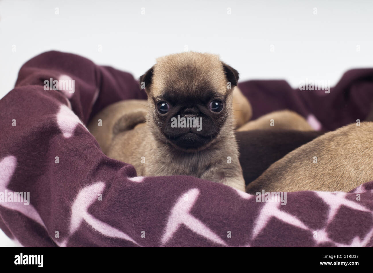 Pug puppies portrait Stock Photo