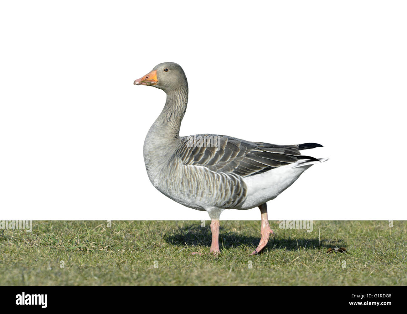 Greylag Goose - Anser anser Stock Photo