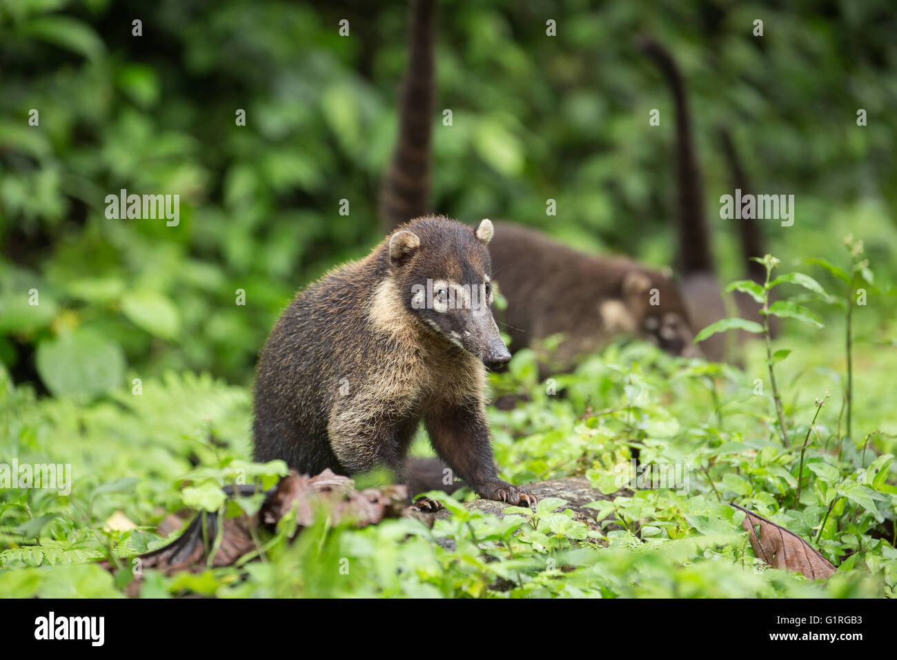View of the wild Coati - Wildlife Stock Photo