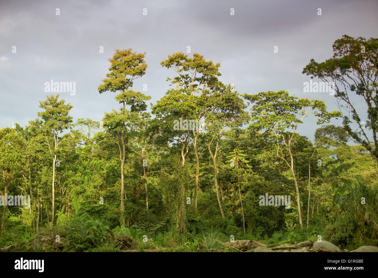 Scenic jungle hi-res stock photography and images - Alamy