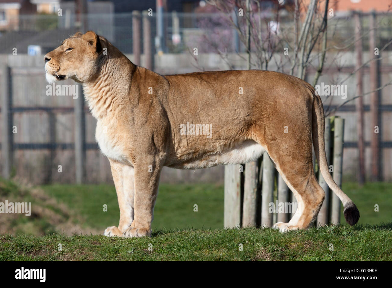 African lion at yorkshire wildlife park hi-res stock photography and ...