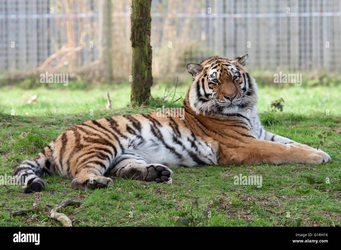 Amur Tiger at Yorkshire Wildlife Park, Yorkshire Stock Photo