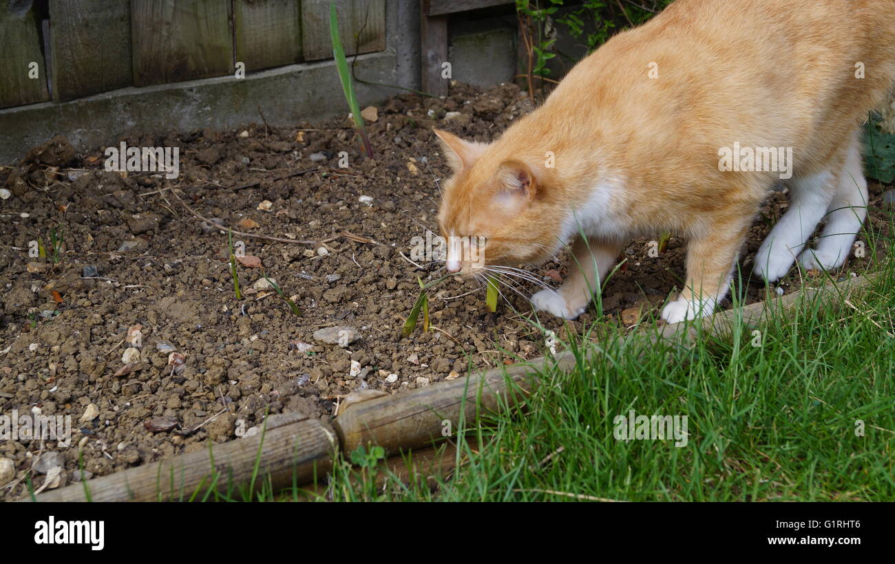 Scent marks their territory hires stock photography and images Alamy