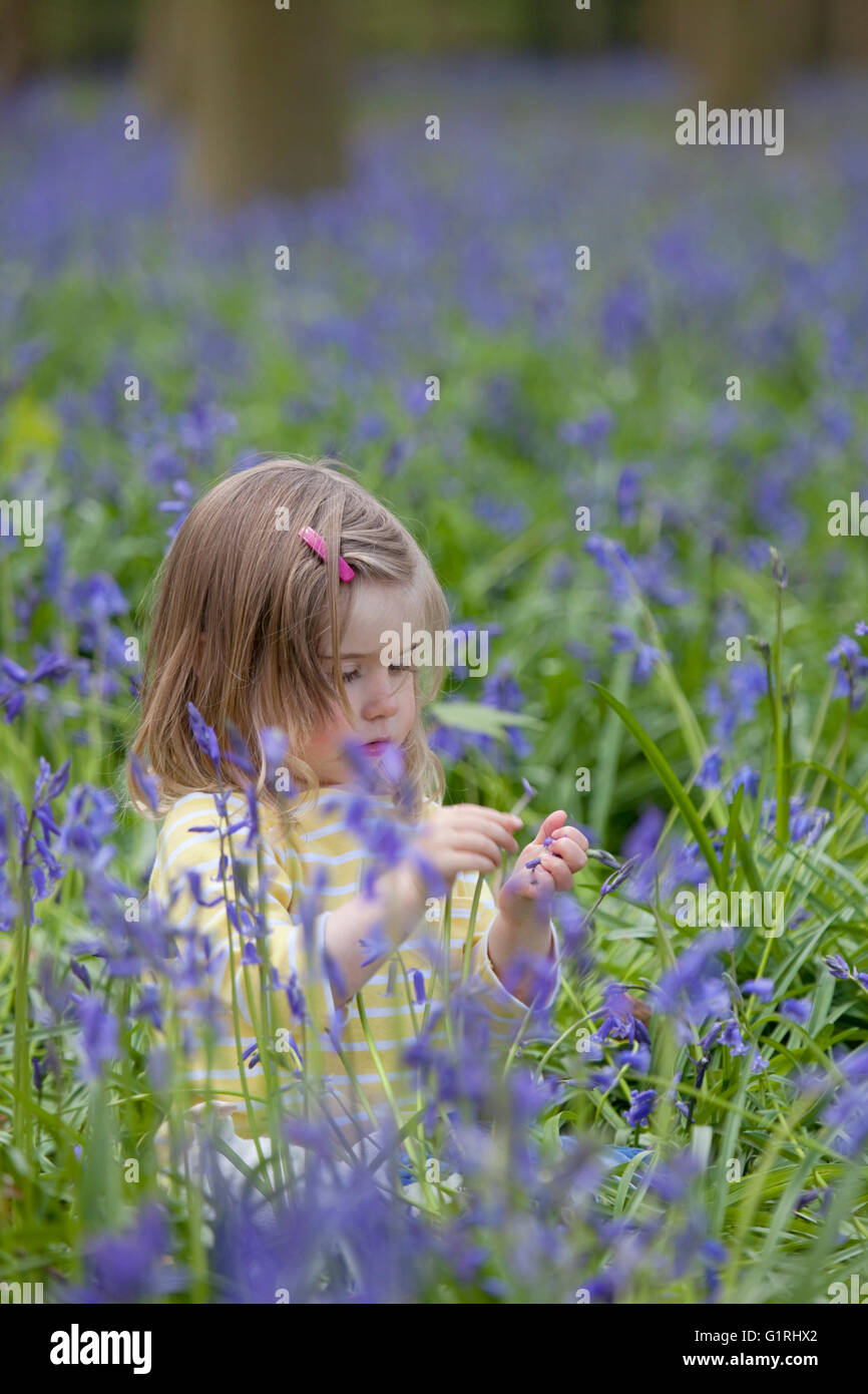 toddler sat in bluebell woods looking at flowers Stock Photo