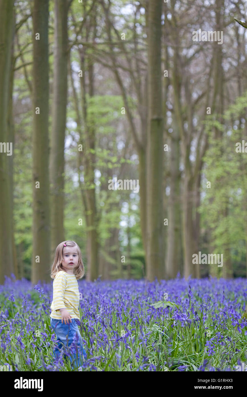 toddler standing in bluebell woods looking at flowers Stock Photo