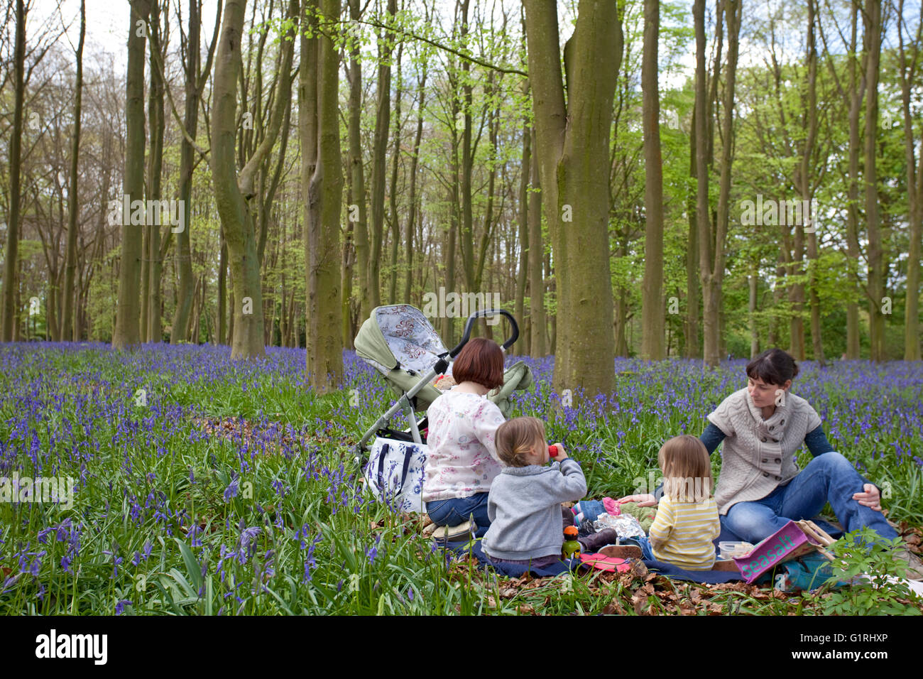 picnic in the woods with bluebells Stock Photo Alamy