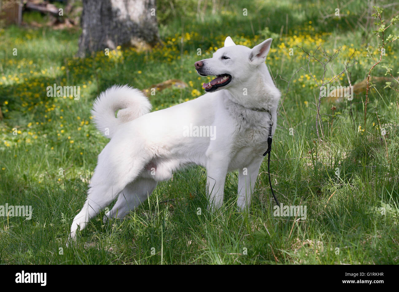 swedish white elkhound