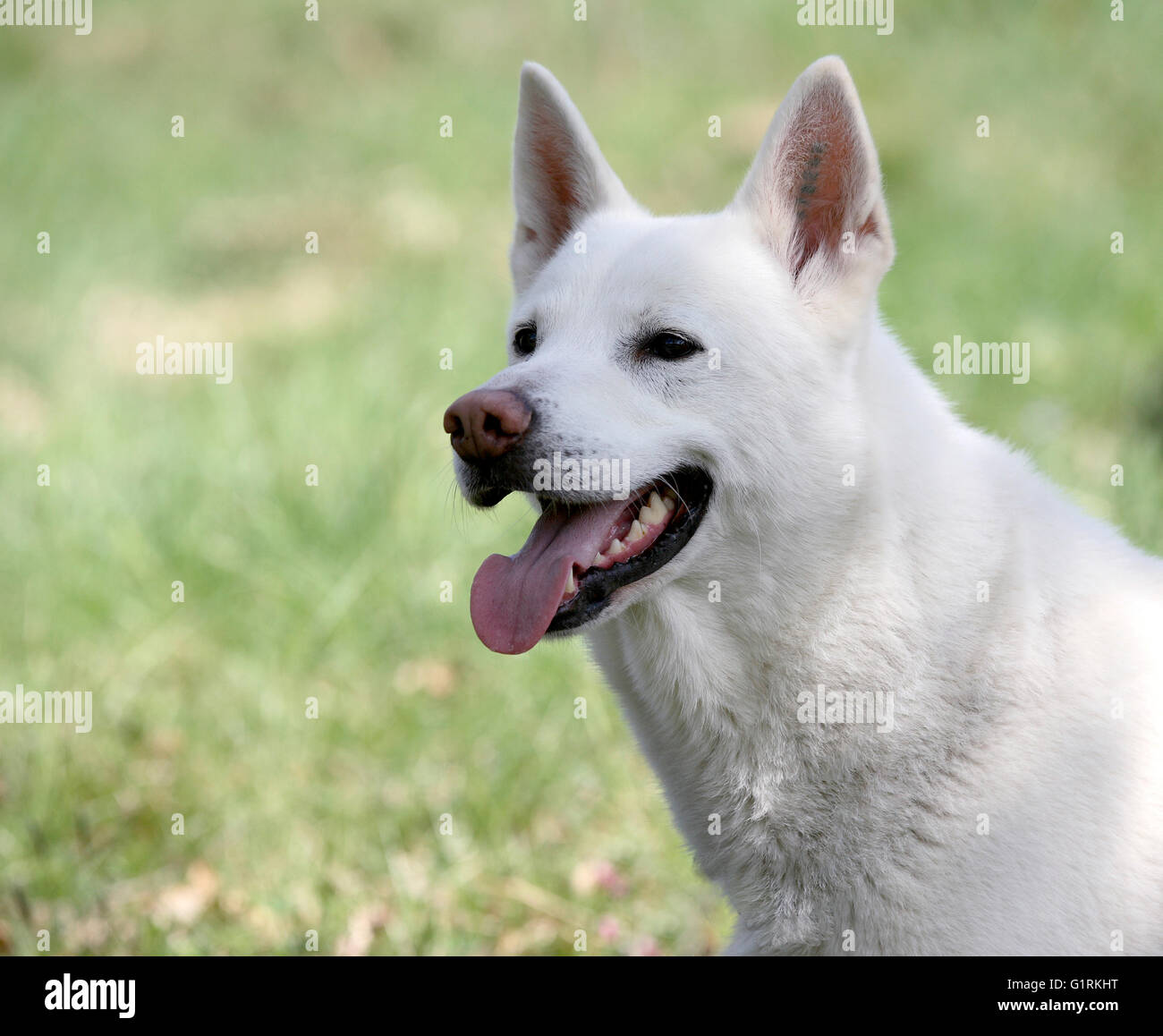 swedish white elkhound