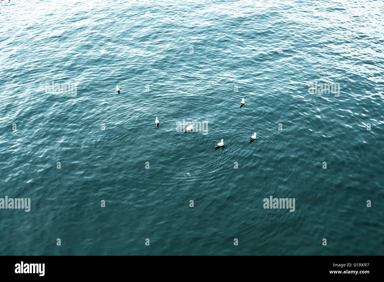Seagulls swimming on Halic/Istanbul Stock Photo