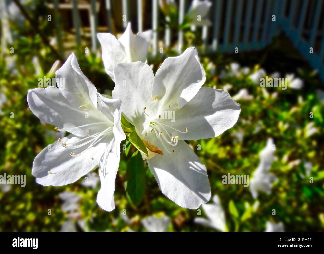 White azalea hi-res stock photography and images - Alamy