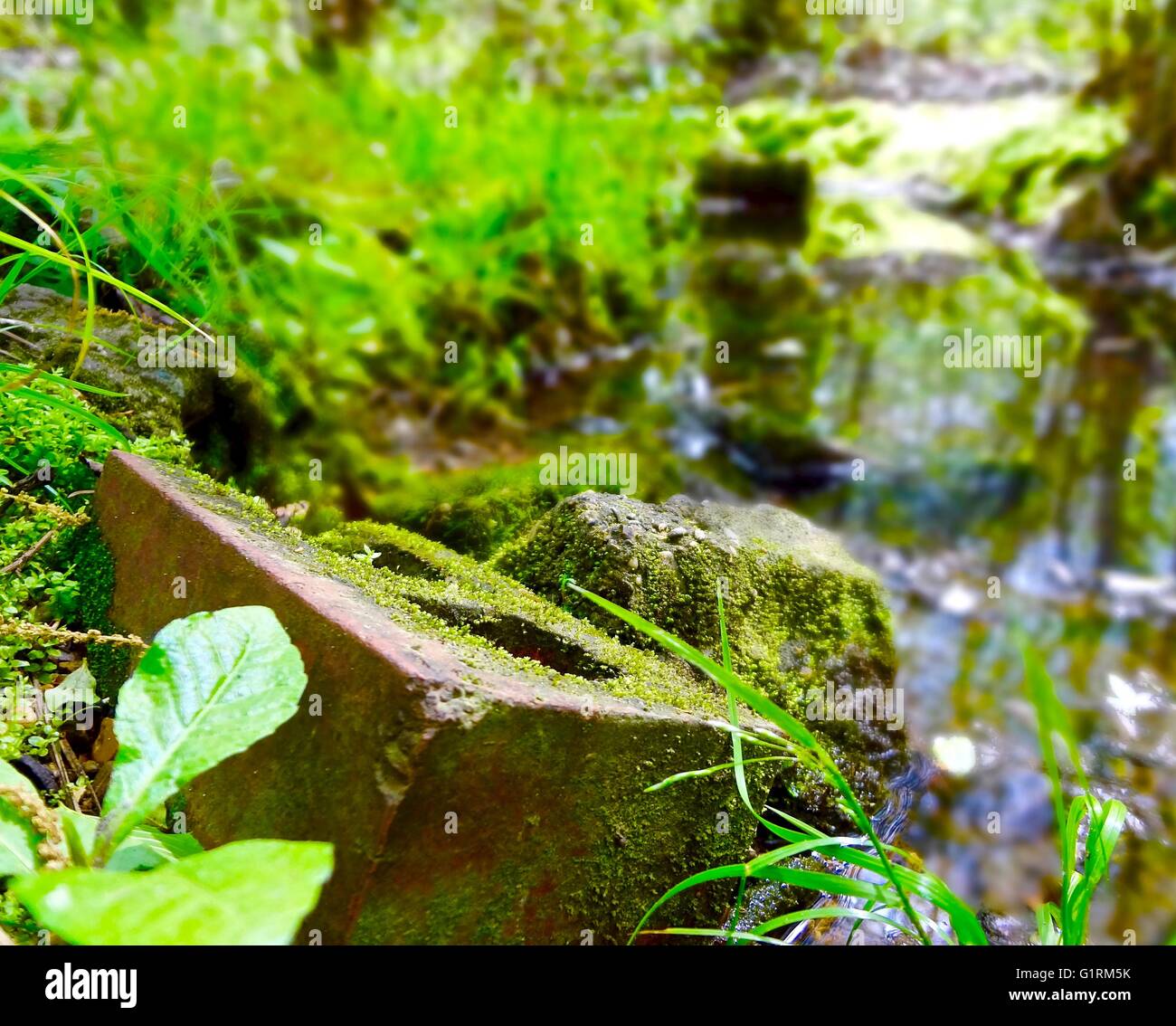 Mossy bricks by a stream in a swamp Stock Photo