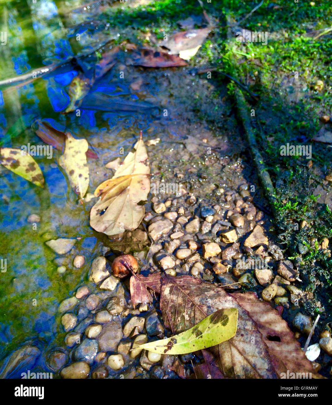 Swamp With Rocks Pebbles and rocks next to a brook in a swamp Stock Photo - Alamy