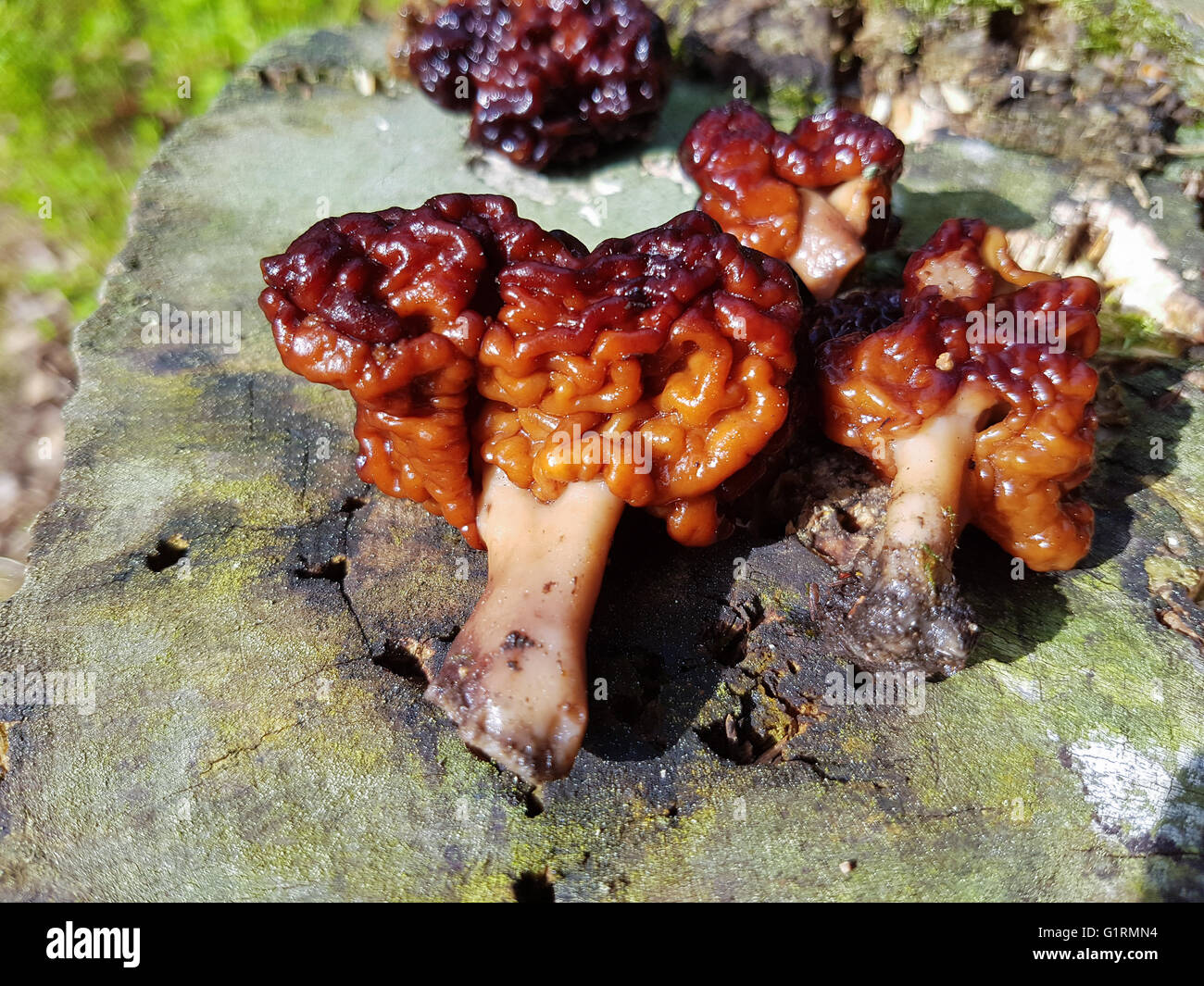 Gyromitra esculenta, false morel mushroom or brain mushroom, in the forrest Stock Photo