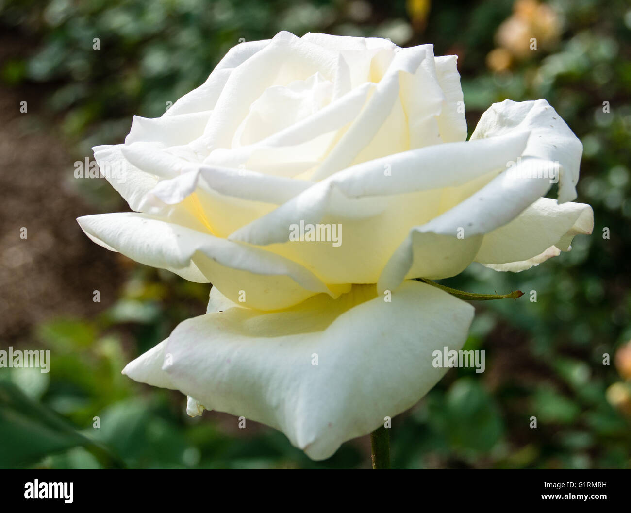 Woodland park zoo rose garden hi-res stock photography and images - Alamy