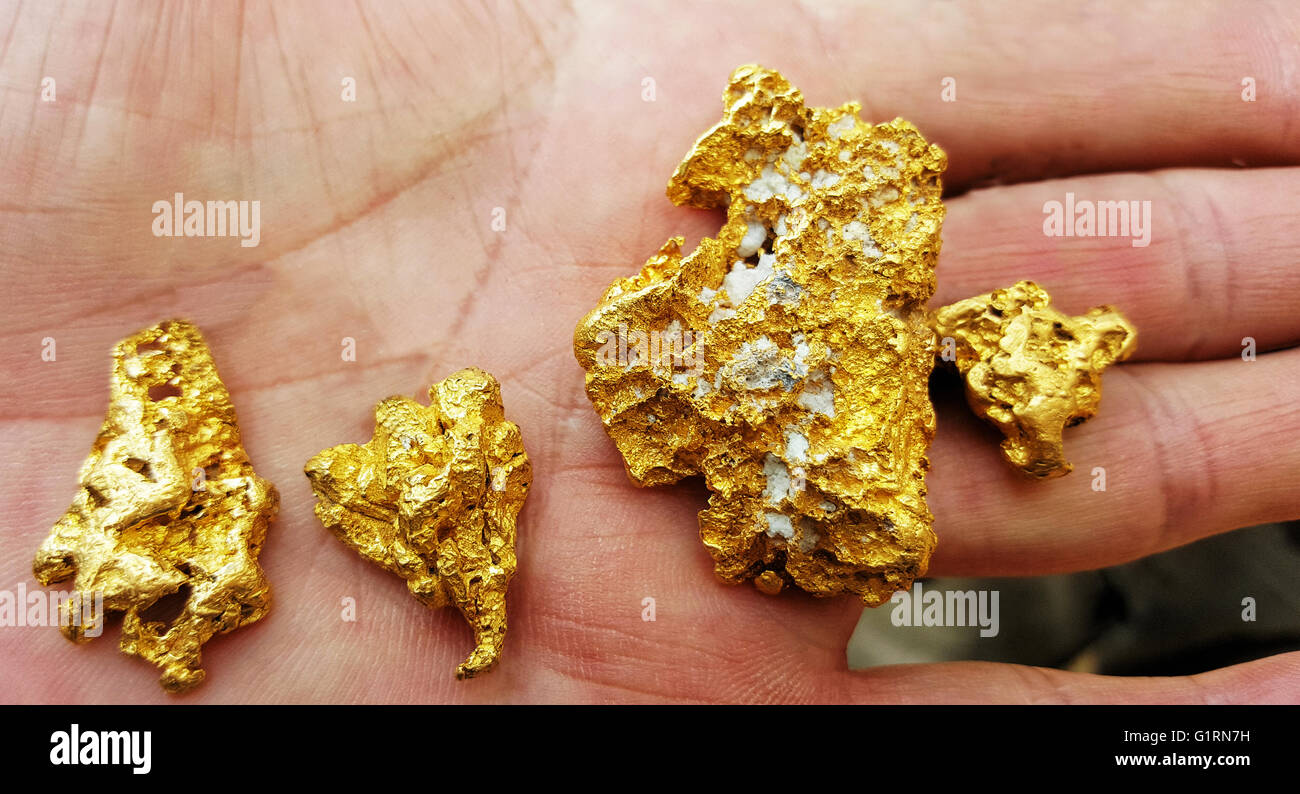 Gold nuggets in the palm of the hand Stock Photo