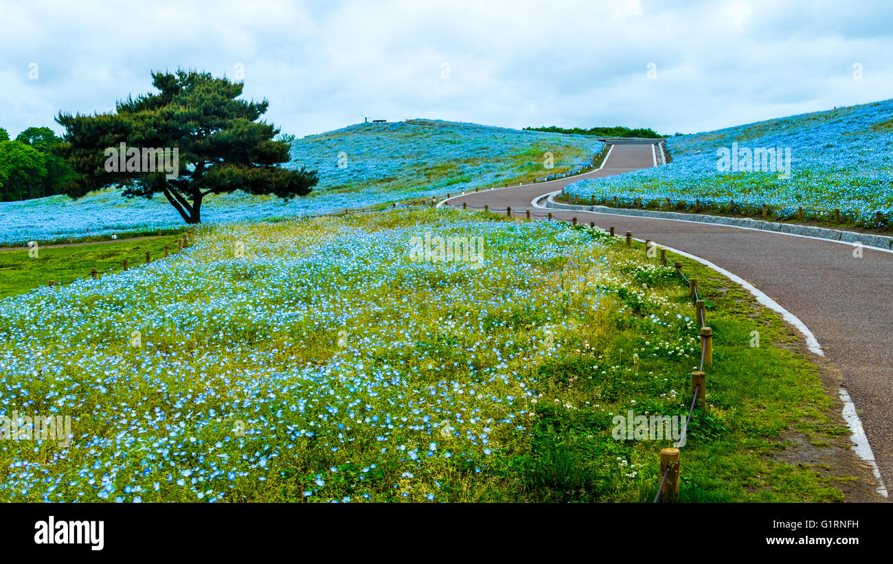Nemophila hi-res stock photography and images - Page 2 - Alamy