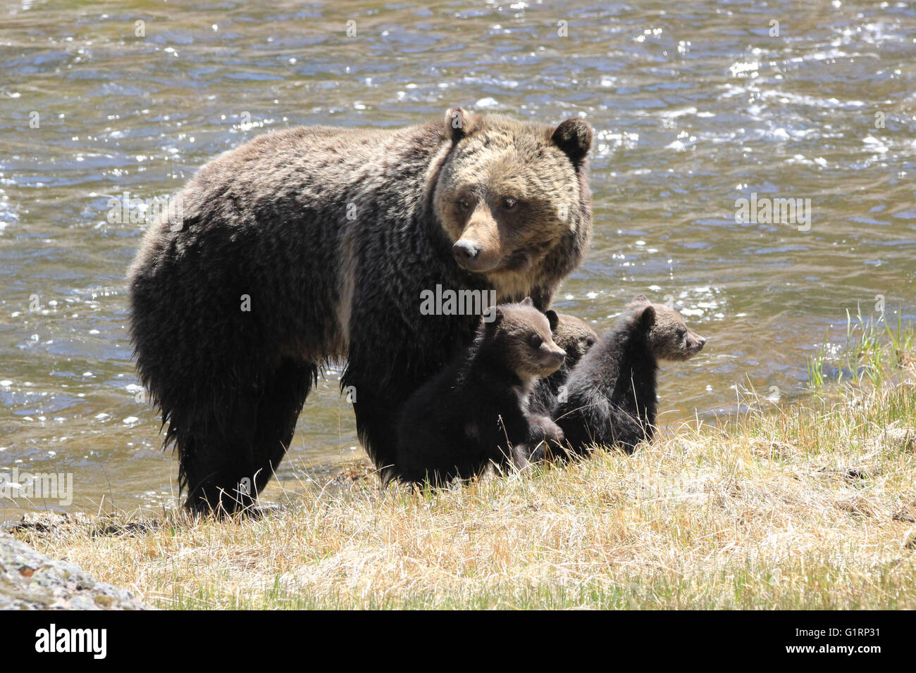 Mama Grizzly Bear with Cubs Stock Photo