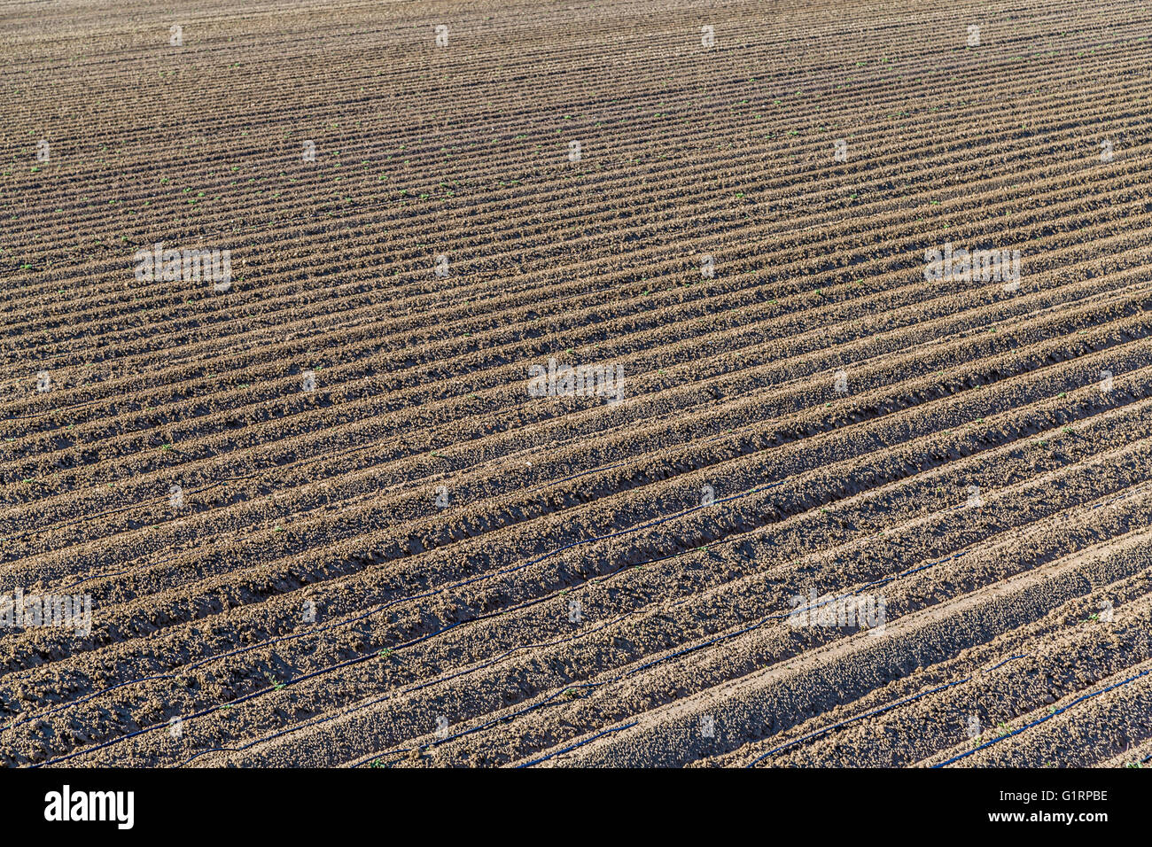 the furrows of a plowed field Stock Photo