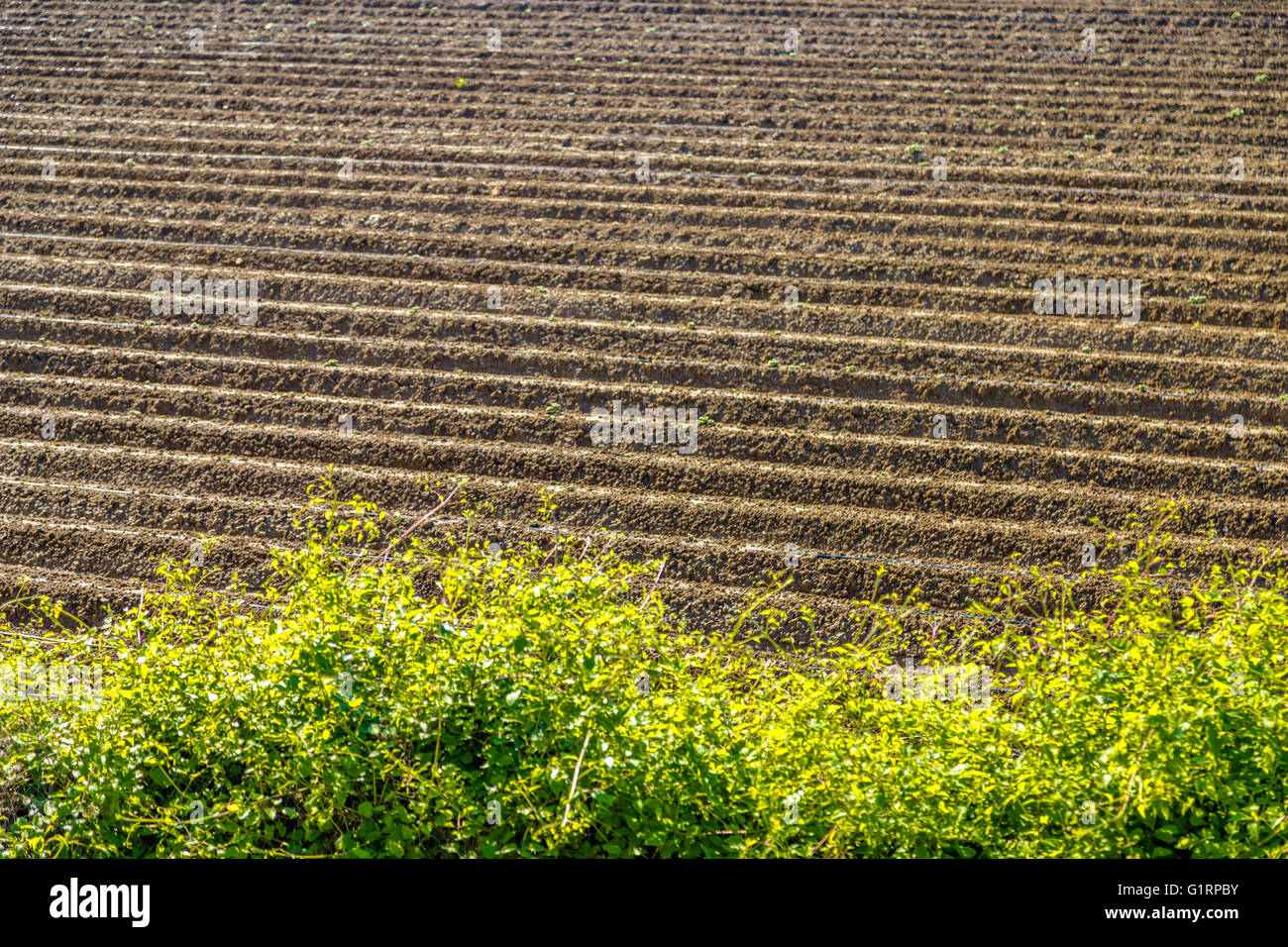 the furrows of a plowed field Stock Photo