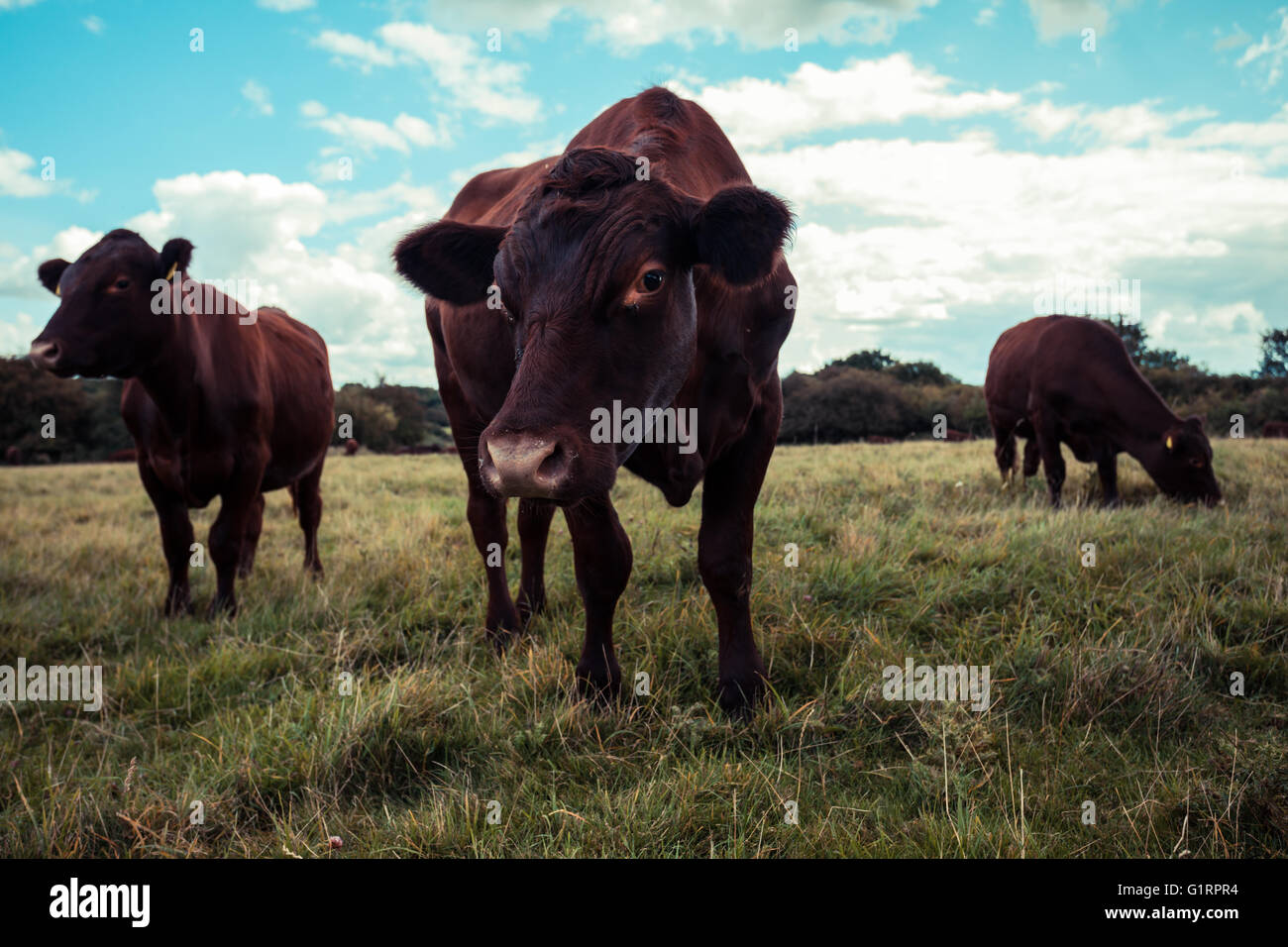 A group of cows is standing in a field Stock Photo - Alamy