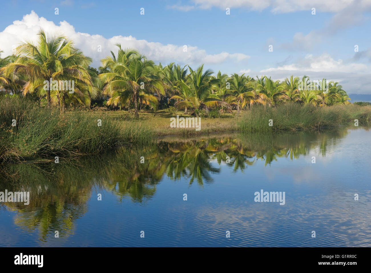 Maroantsetra, Palm Trees, Madagascar Stock Photo Alamy