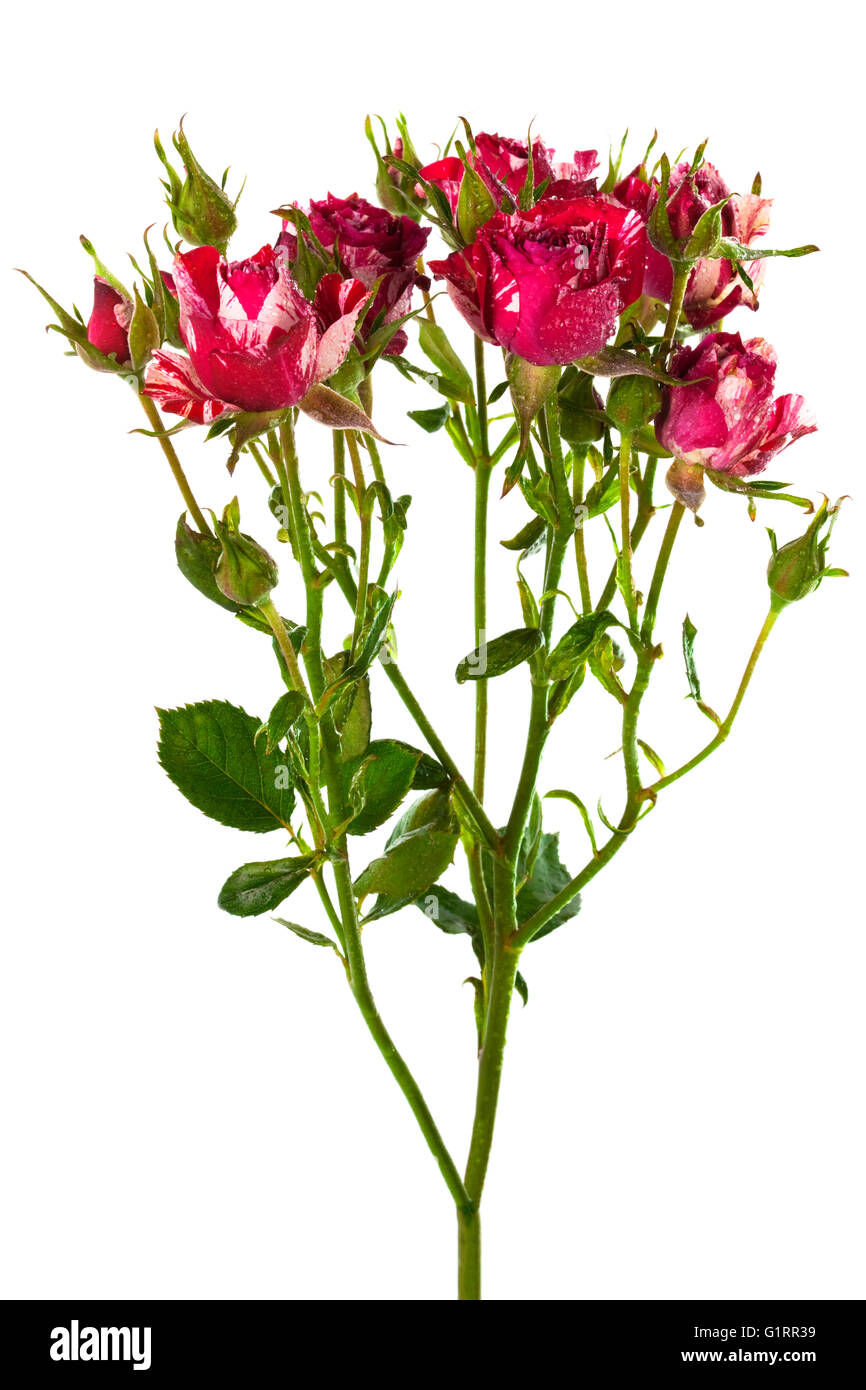 beautiful branch of roses on a white background Stock Photo Alamy