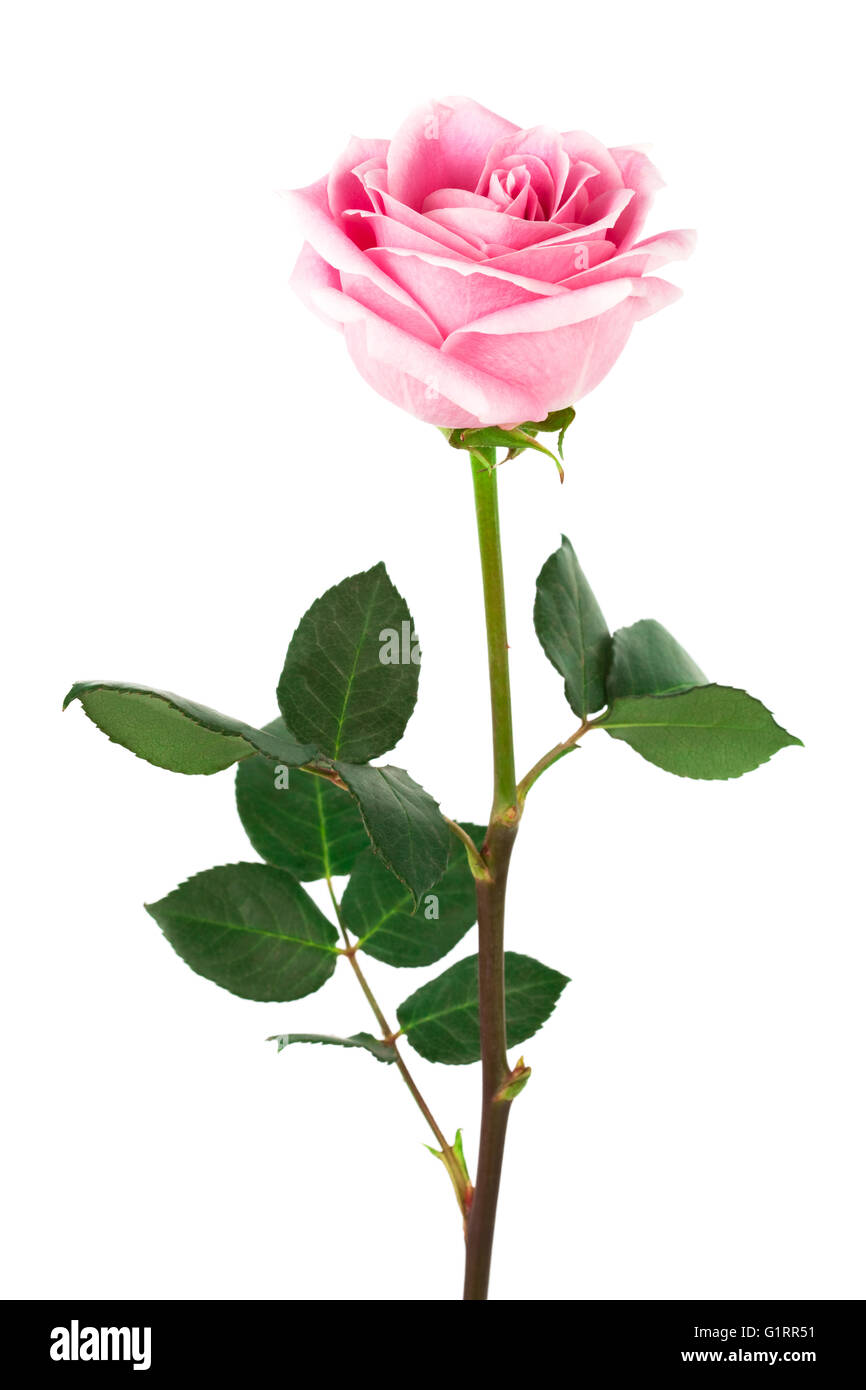 single pink rose on a white background Stock Photo - Alamy