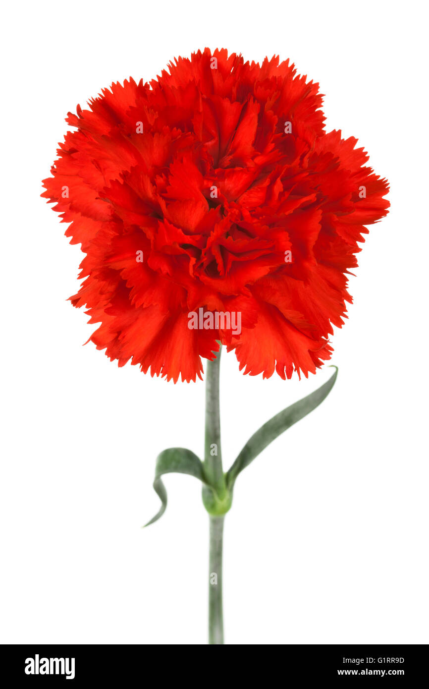 Beautiful red carnation on a white background Stock Photo - Alamy
