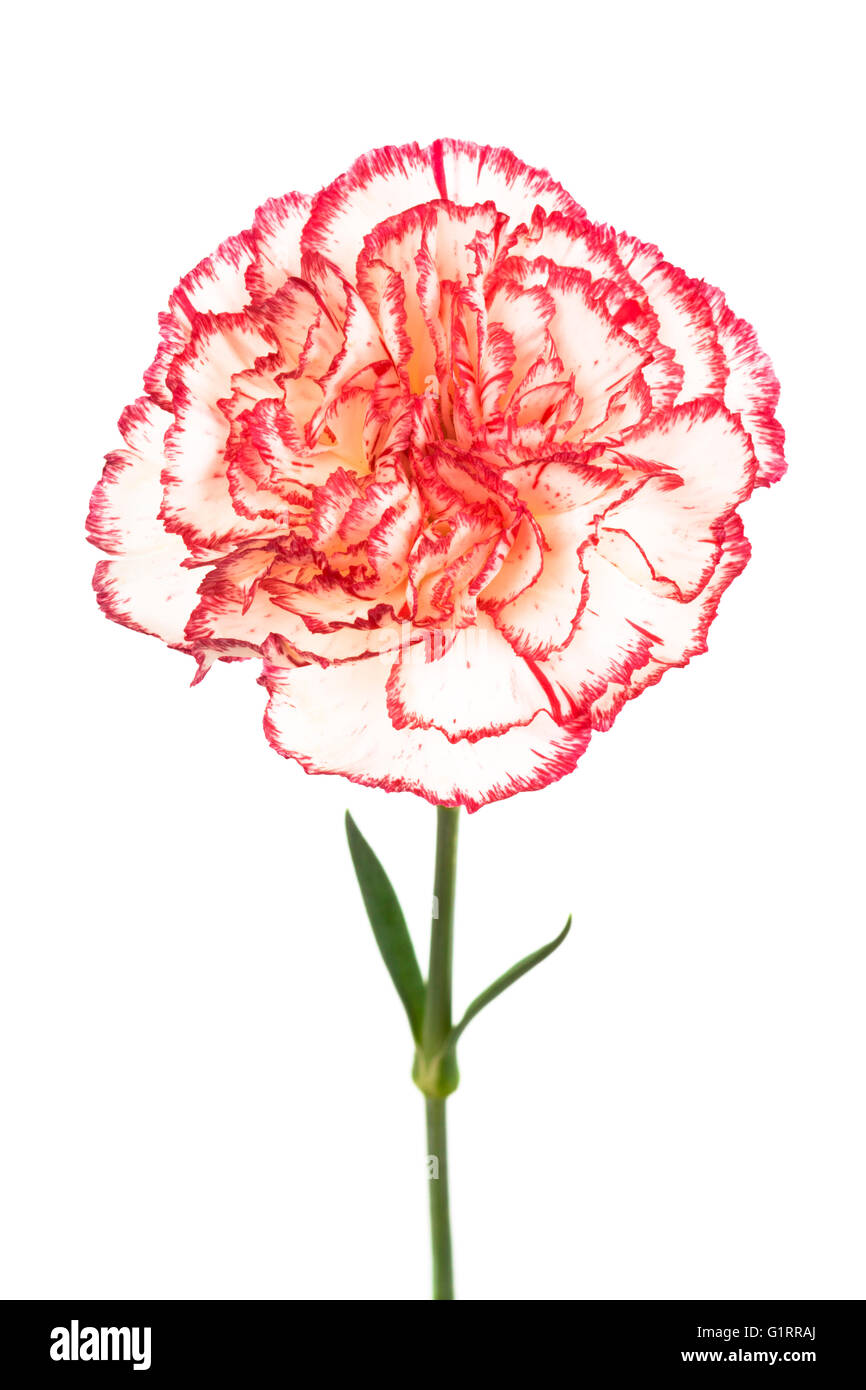 Beautiful pink carnation on a white background Stock Photo - Alamy