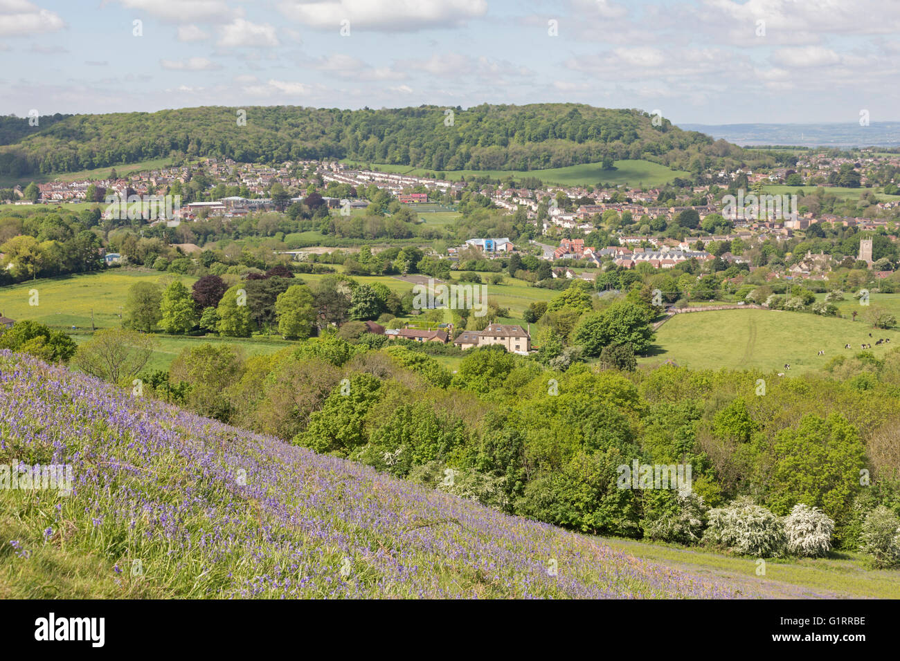 Bluebells on Peaked Down hill with Dursley and Stinchcombe hill in the distance, the Cotswolds, Gloucestershire, England, UK Stock Photo