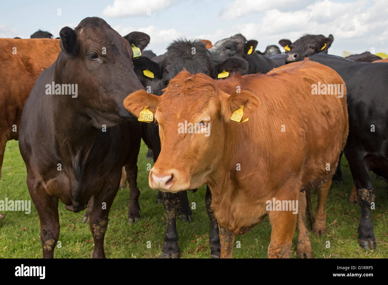 Dexter cattle, England, UK Stock Photo