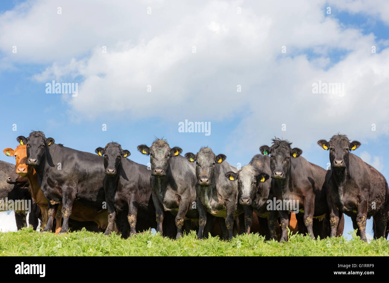 Dexter cattle, England, UK Stock Photo