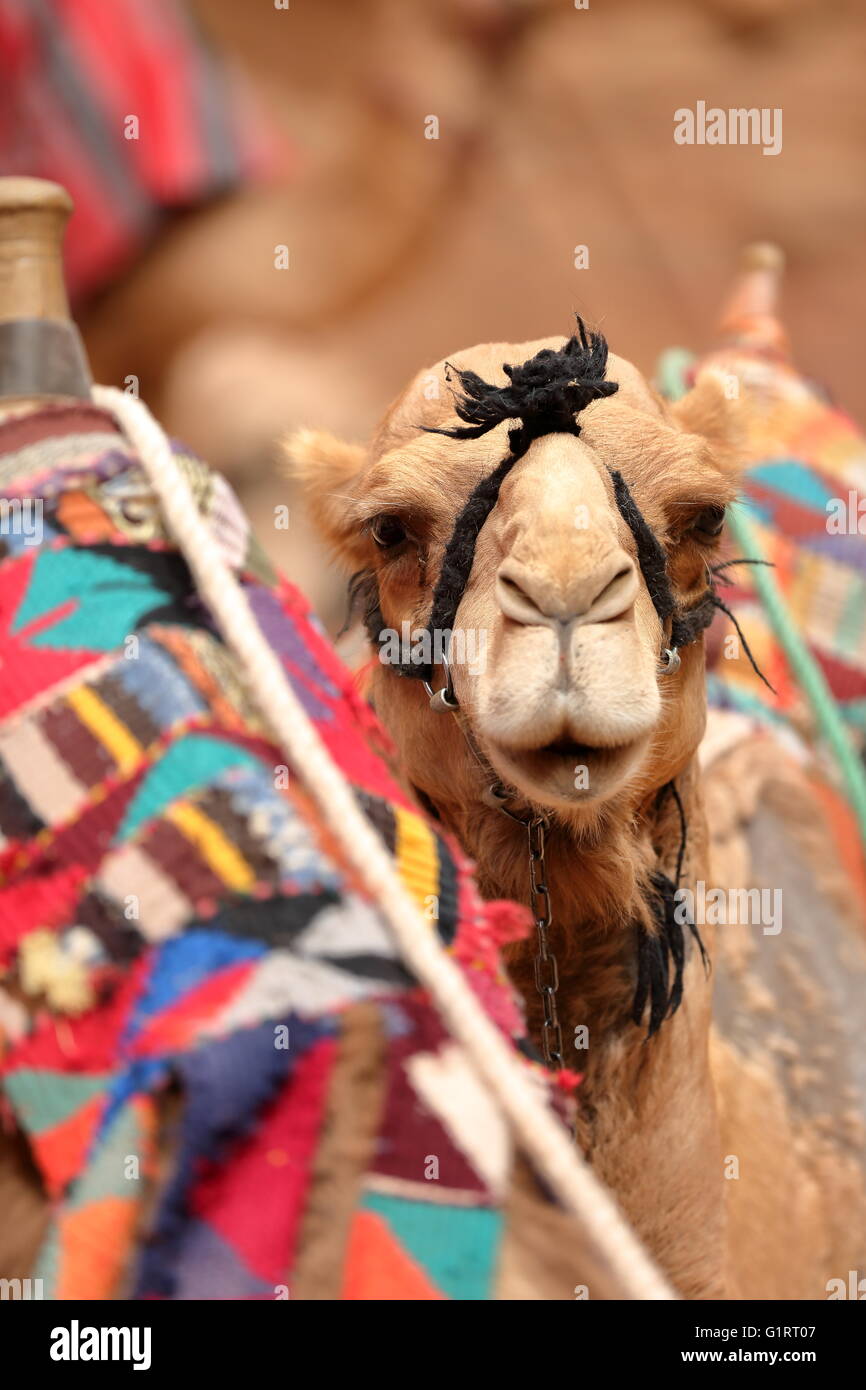 Portrait of a camel in Petra – Jordan Stock Photo