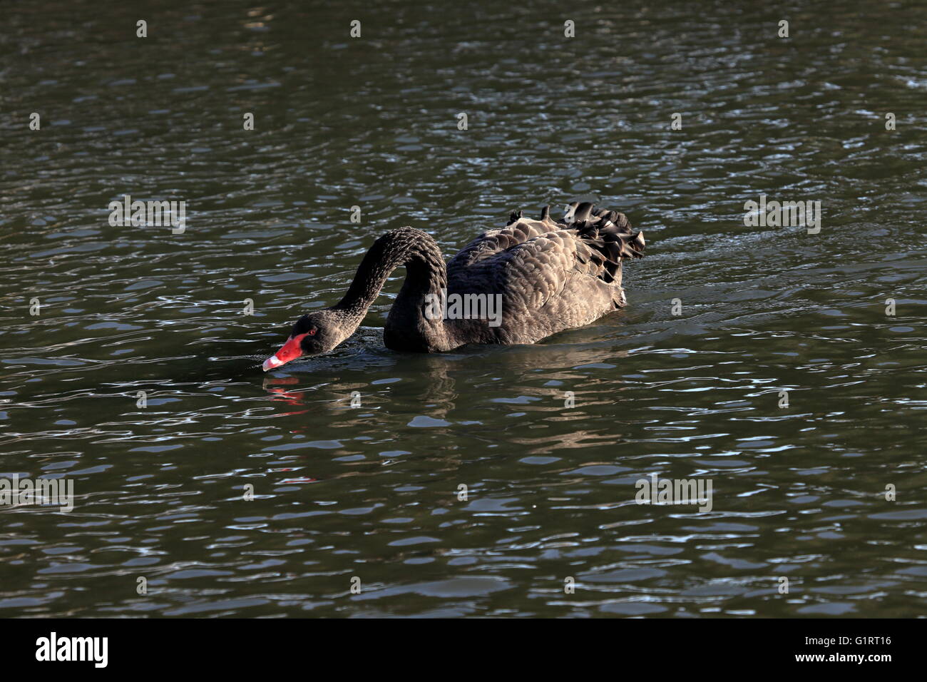 Black Swan paddling through water Stock Photo Alamy